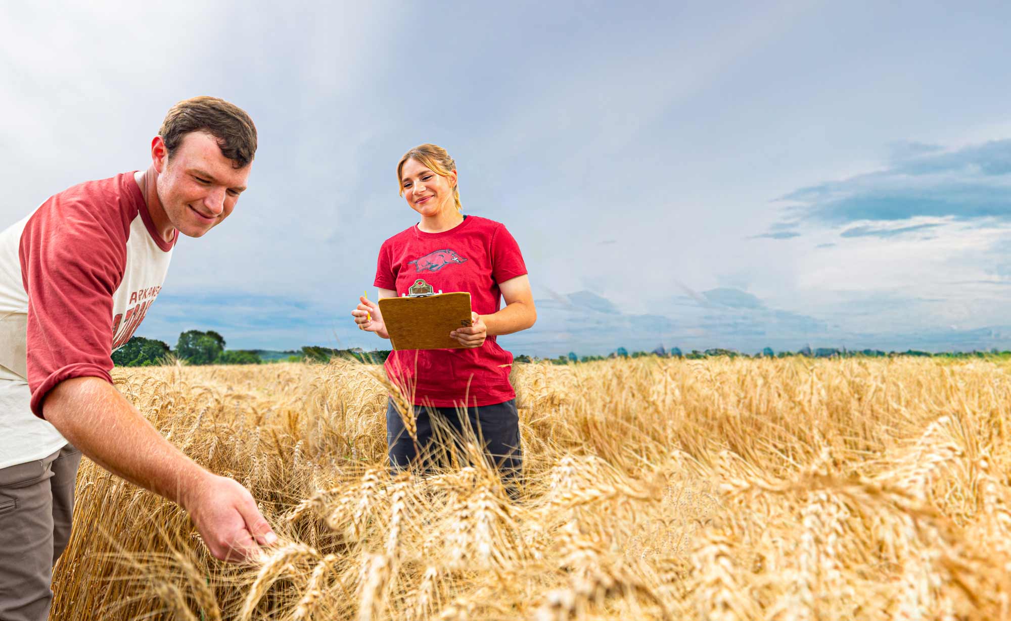Researchers inspecting wheat crops and recording observations in a field under a clear sky.